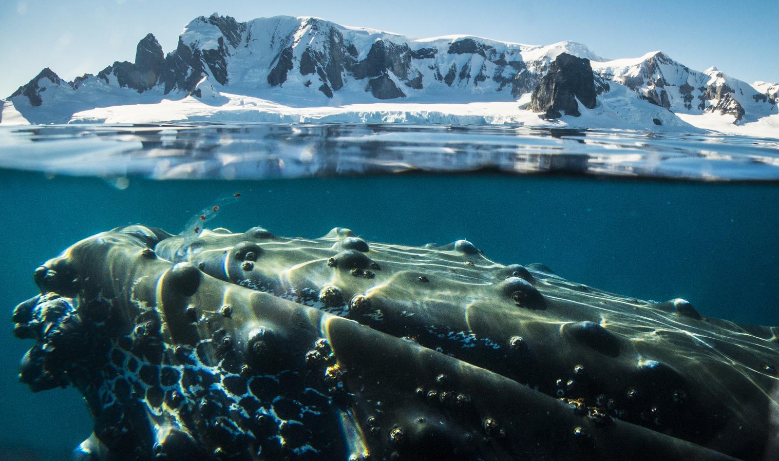 Antrtica - Avistaje de Ballenas, viaje de descubrimiento y aprendizaje