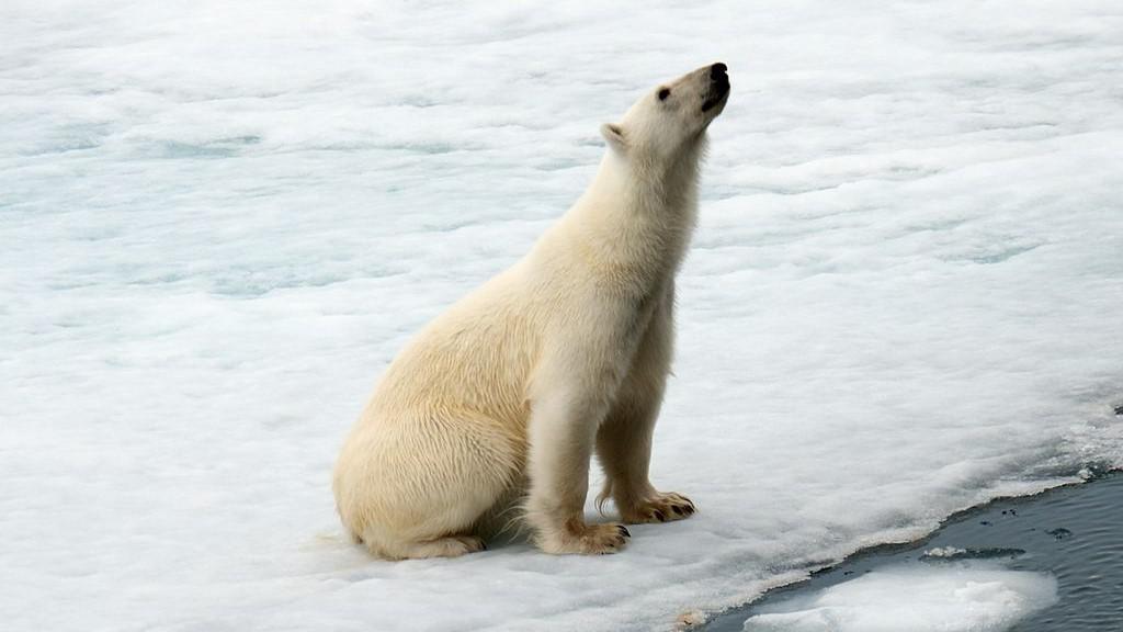 Intro to Spitsbergen: Fjords, Glaciers and Wildlife of Svalbard 2023-24