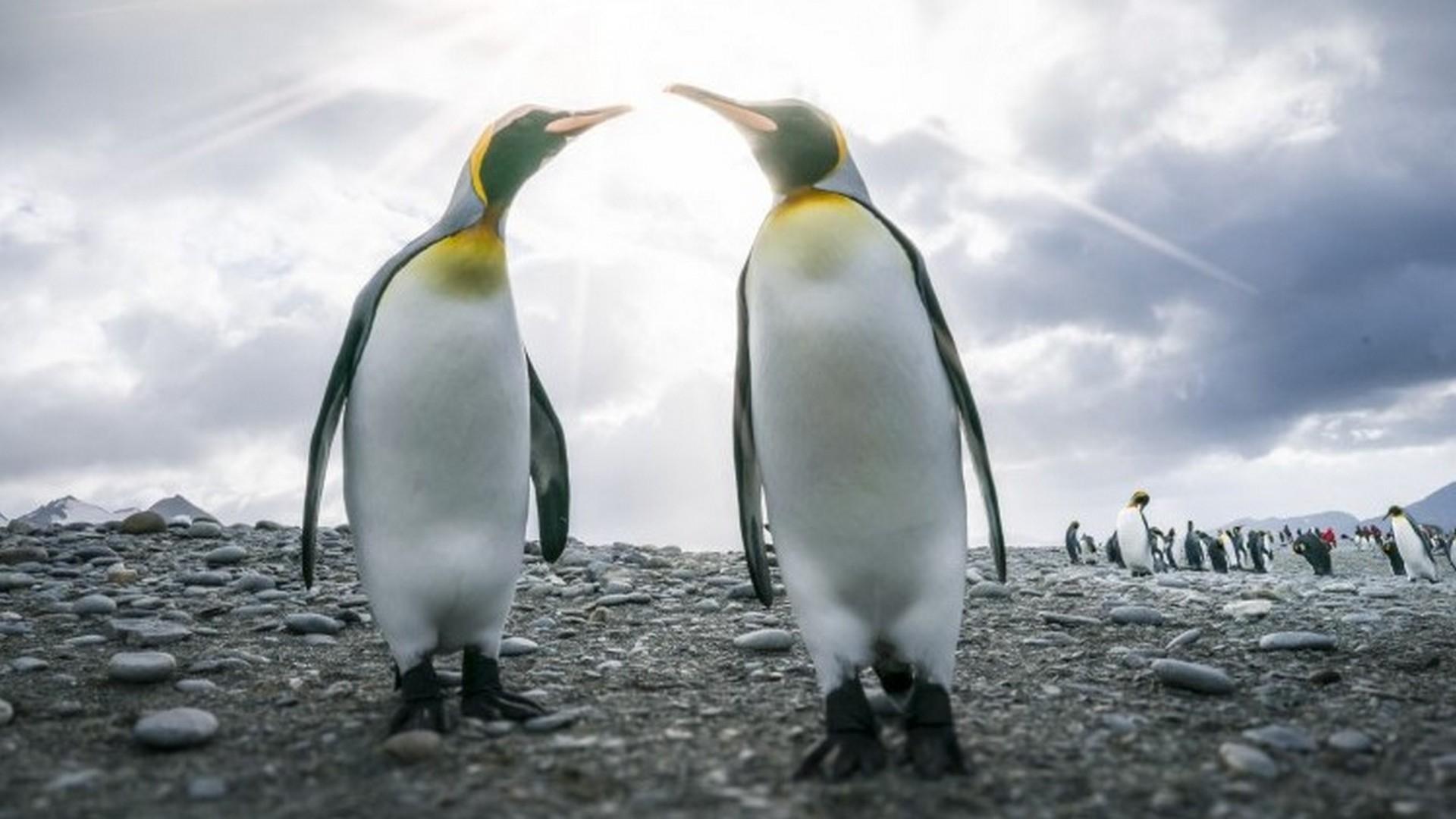 Georgias del Sur y Pennsula Antrtica: Safari de Pinginos