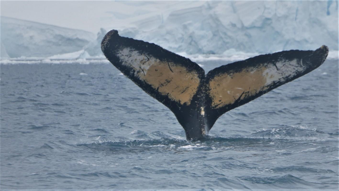 Best of Antarctica: whale journey