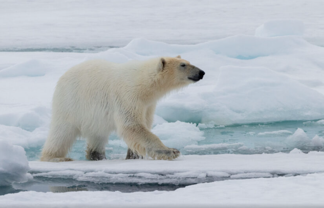 Spitsbergen: realm of the polar bear (Au)