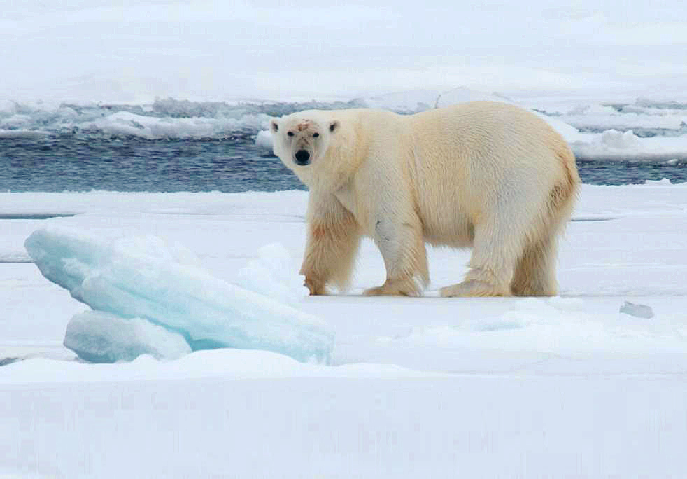 North Spitsbergen, In search of Polar Bear & Pack Ice