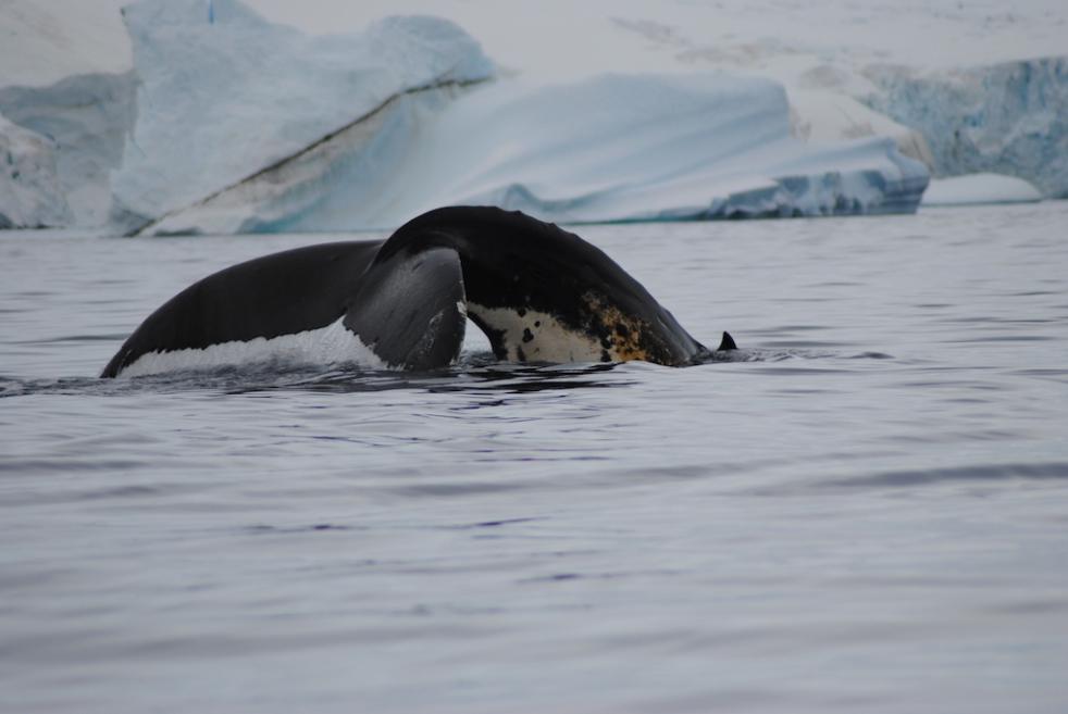 Antarctica - Polar Circle - Deep South discovery