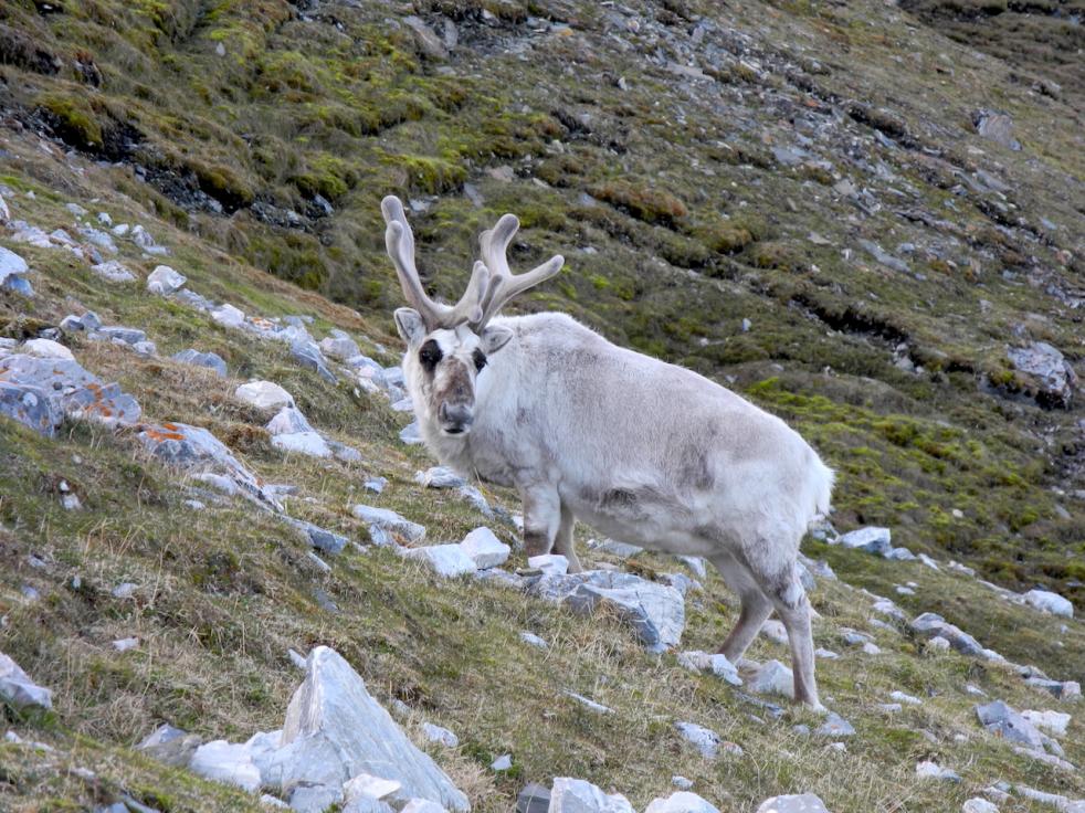 Norte de Spitsbergen - Verano rtico