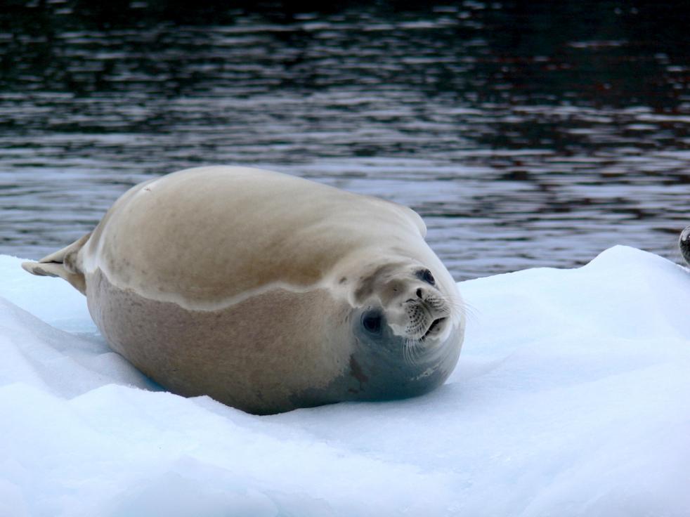 Antarctic Peninsula