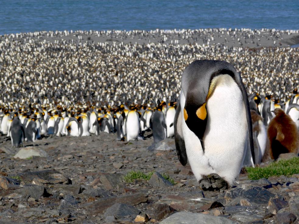 Falkland/Malvinas, South Georgia and Antarctica