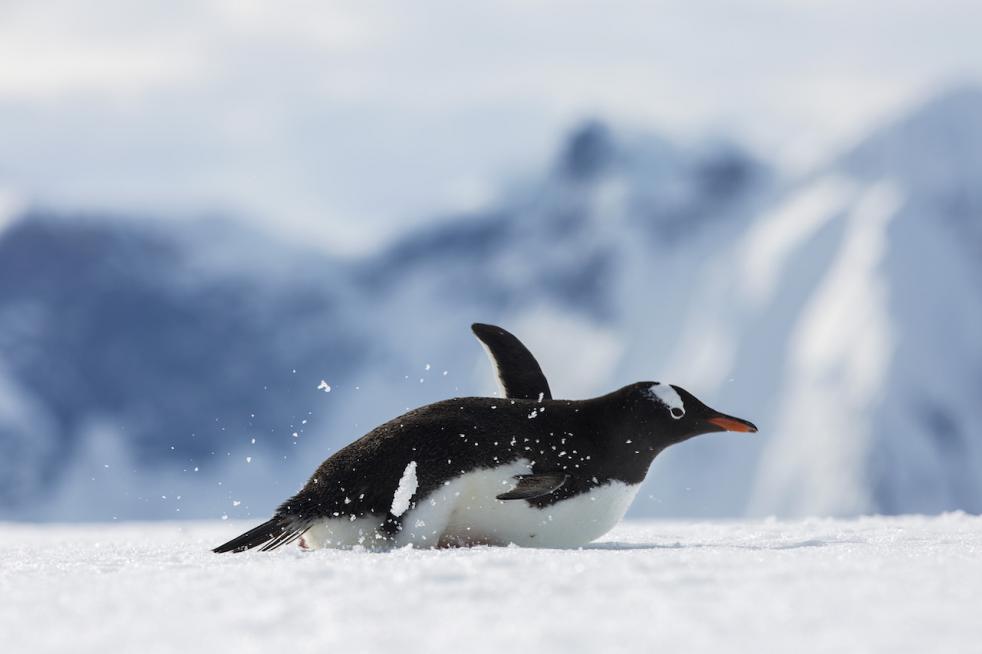 Antarctic Peninsula