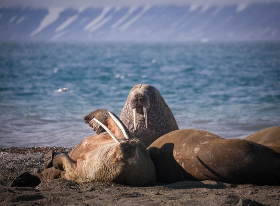 Spitsbergen Highlights: Expedition in Brief 2022