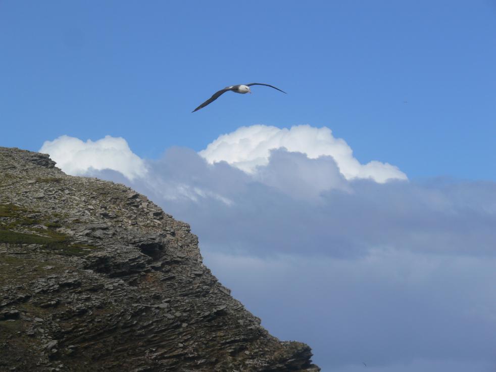 Ushuaia, Cape Horn & Falklands (Malvinas)