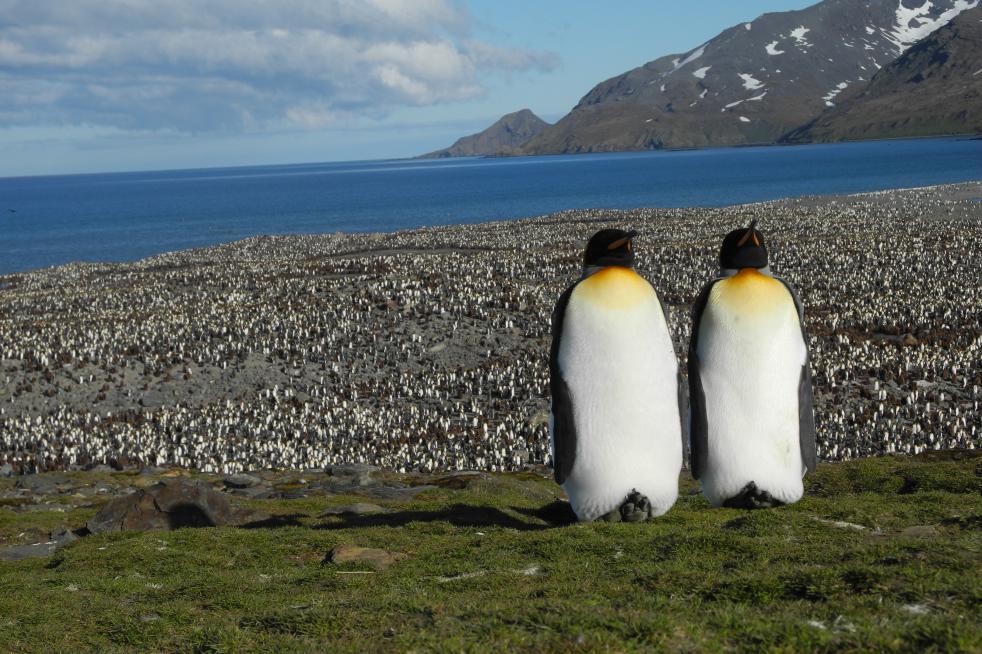 South Georgia and Antarctica