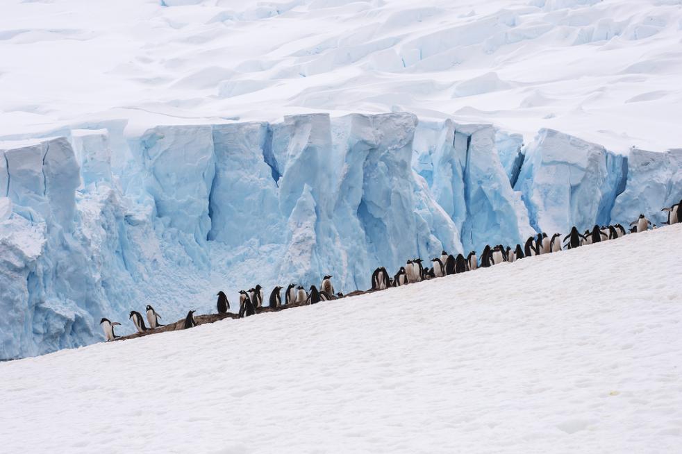 Adventures in Antarctica