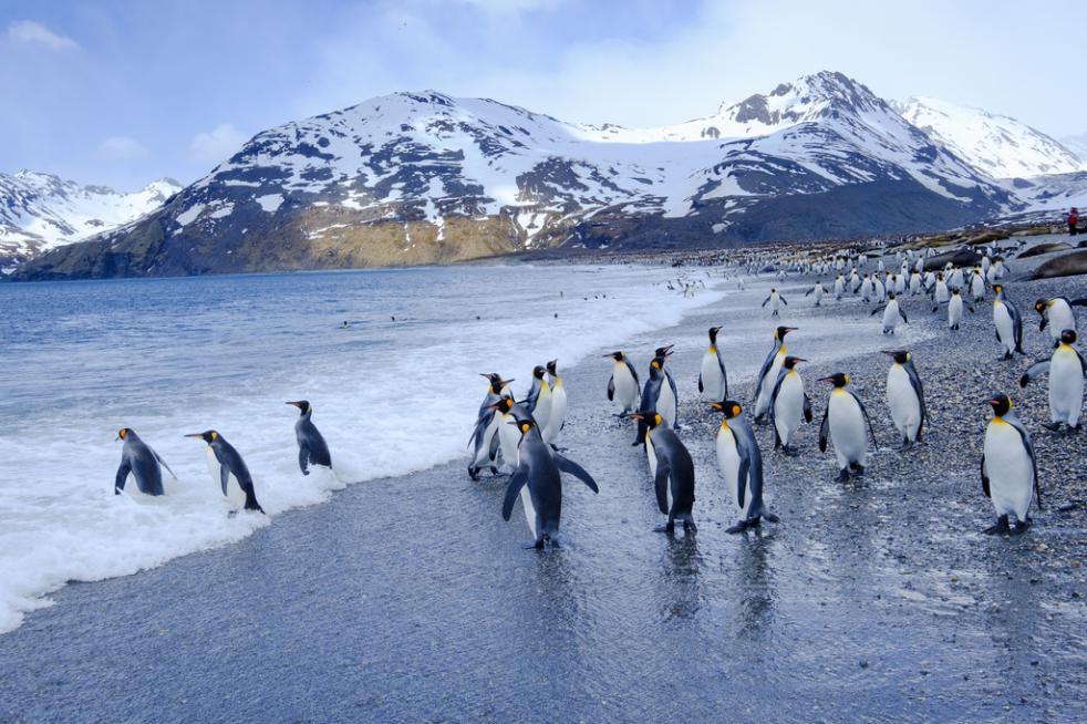 Falklands, South Georgia & Antarctica from Ushuaia