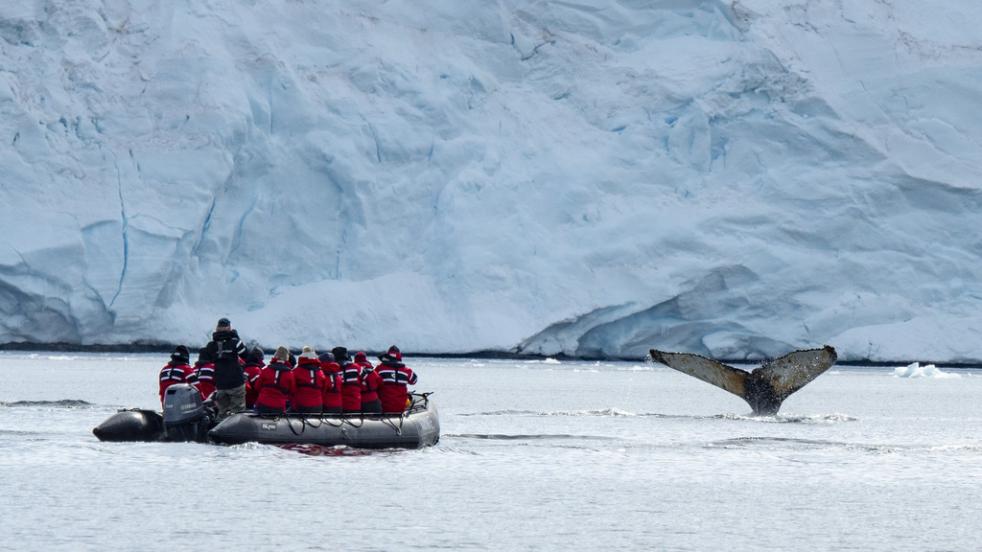 Antarctic Whale Safari