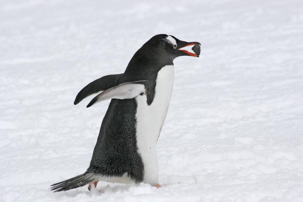 Celebrating Antarctica