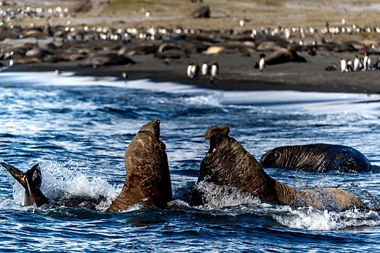 Antarctic Awakening