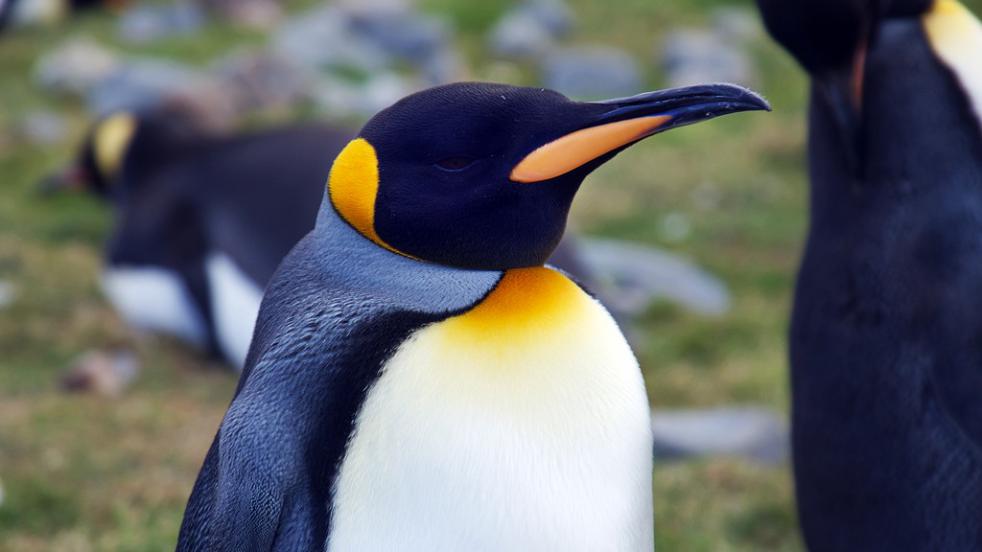 Falkland, South Georgia, Antarctica