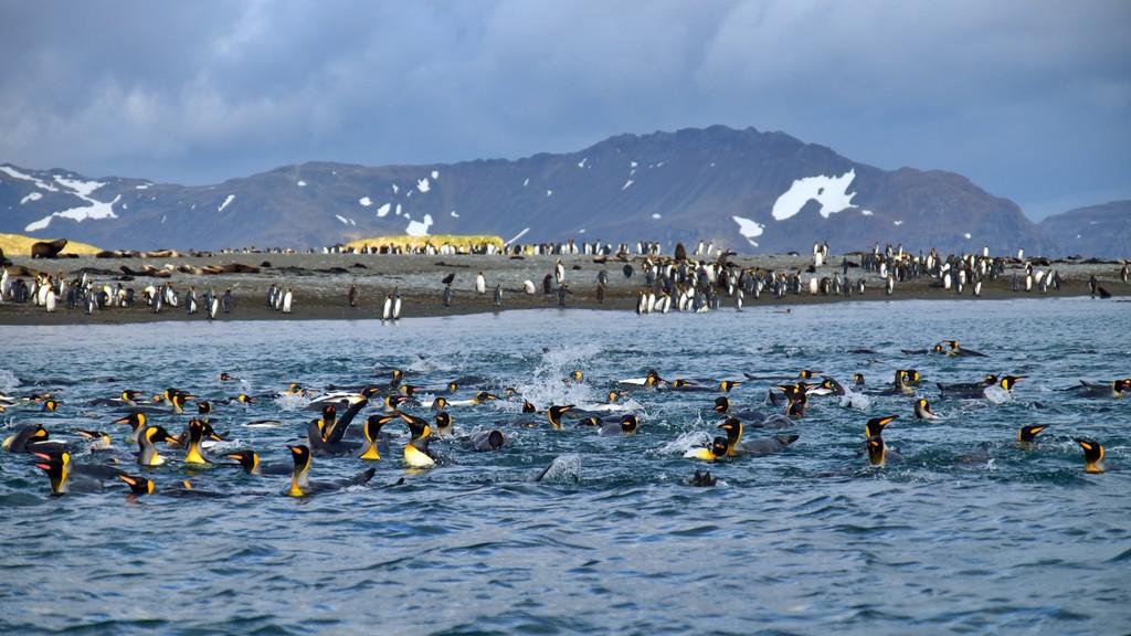 Falkland, South Georgia, Antarctica