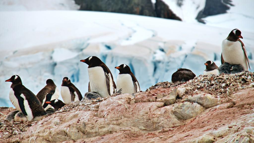 Highlights of the Frozen Continent