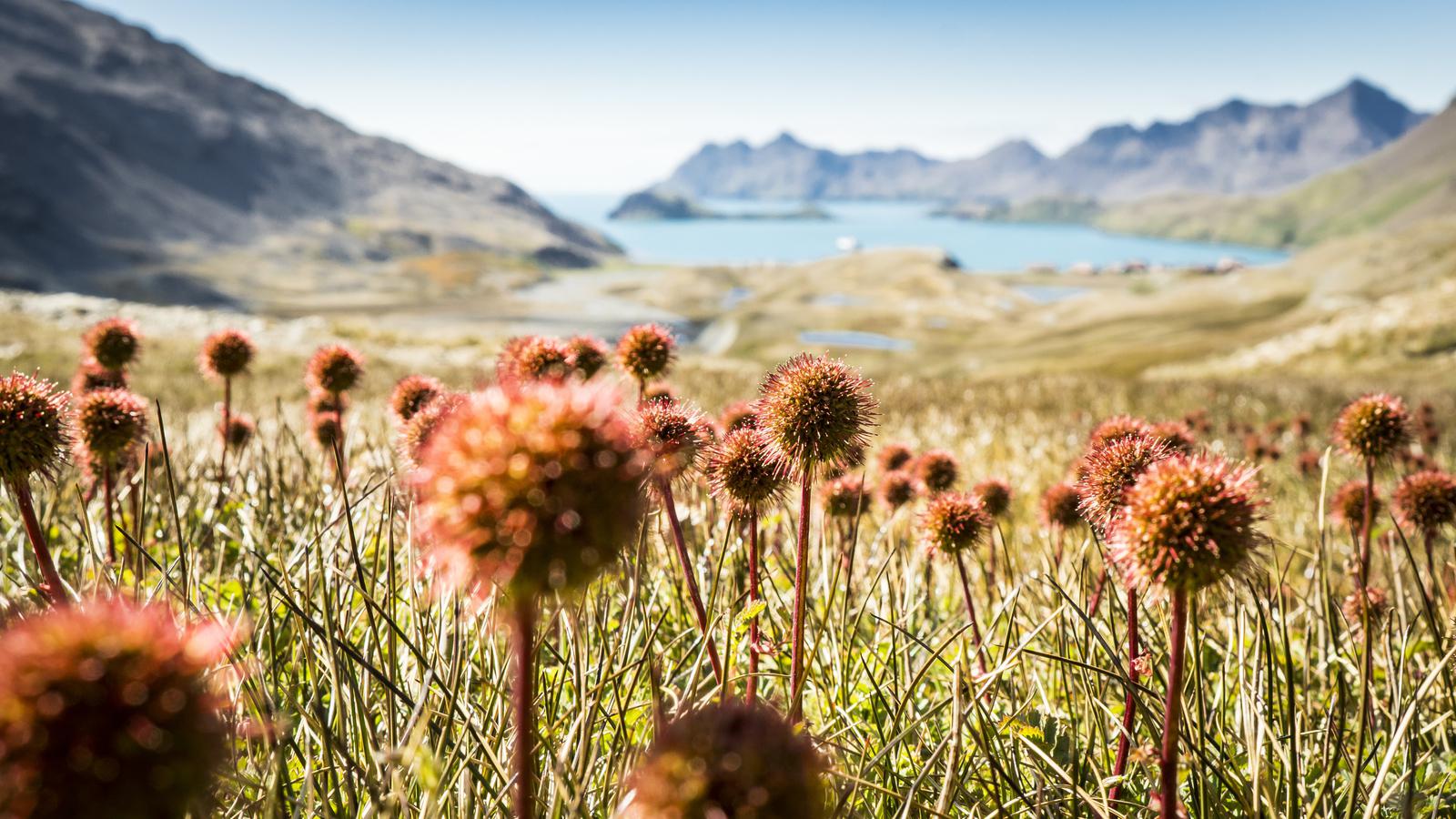 Falkland, South Georgia, Antarctica