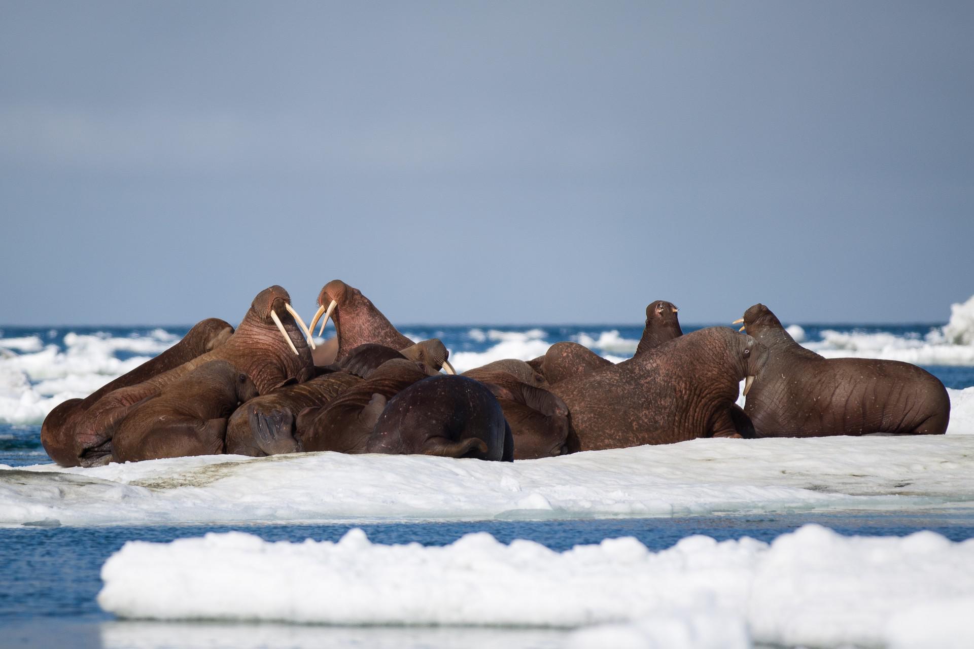 Across the Top of the World: Wrangel Island