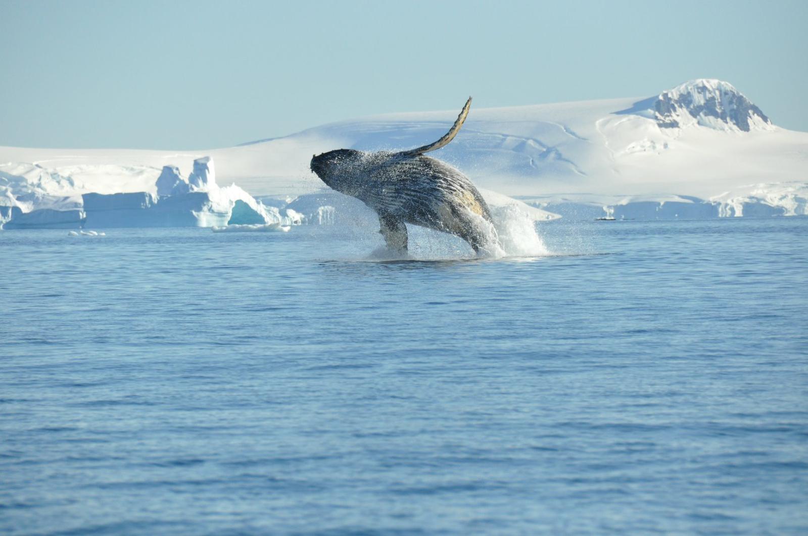 Antarctica - Whale Whatching Voyage