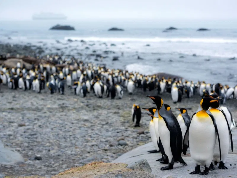 Falklands - South Georgia Island