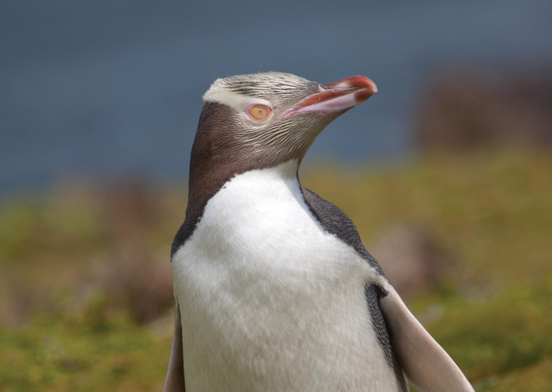 South Pacific Subantarctic Islands