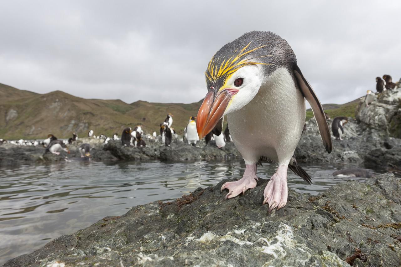 Galapagos of the Southern Ocean: Subantarctic Islands