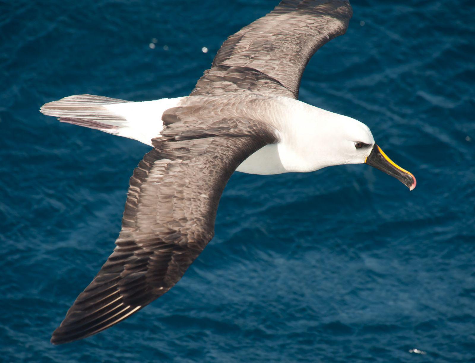 Atlantic Odyssey, excl. Antarctic Peninsula