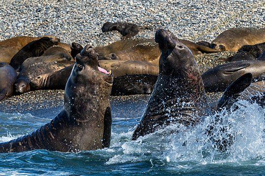 Falklands, South Georgia & Antarctica -Ush