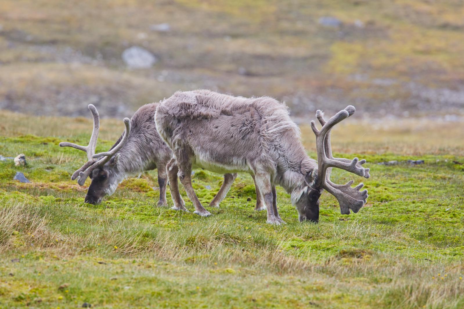 Crucero de Expedicin a Disko Bay and Uummannaq