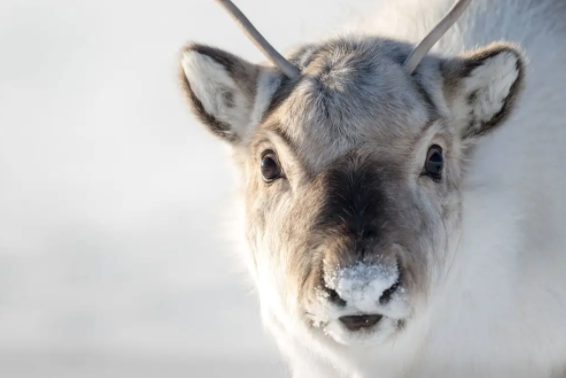 Natural Wonders of Svalbard