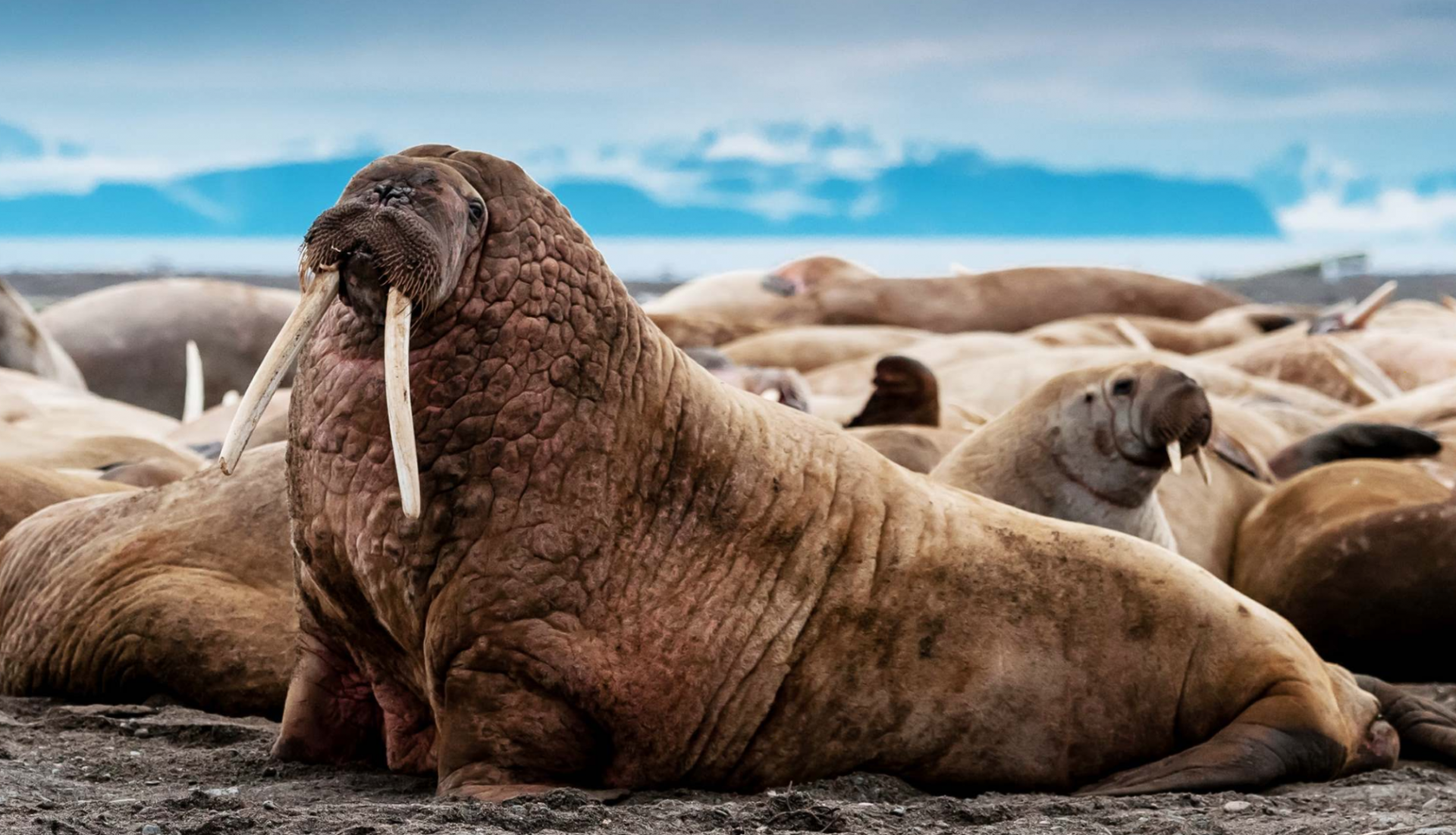 Springtime in Svalbard