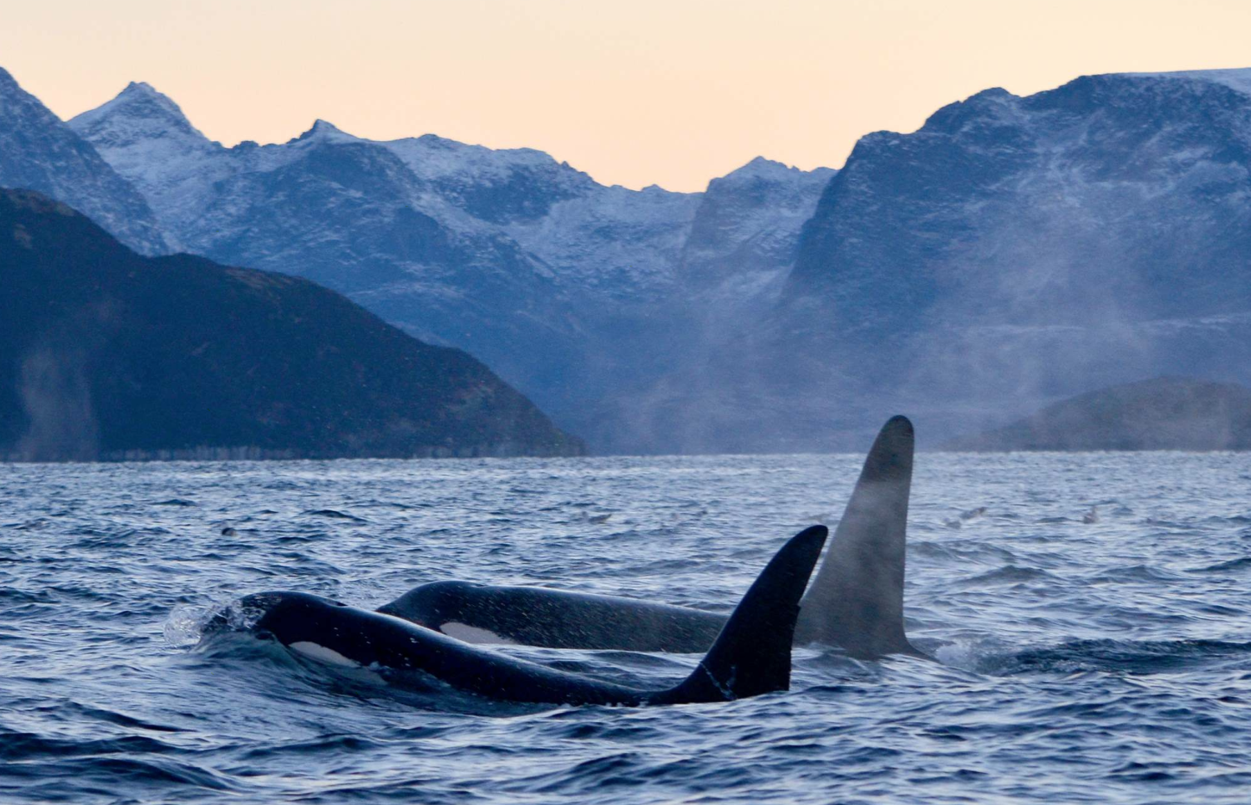 Orcas and Northern Lights in Northern Norway