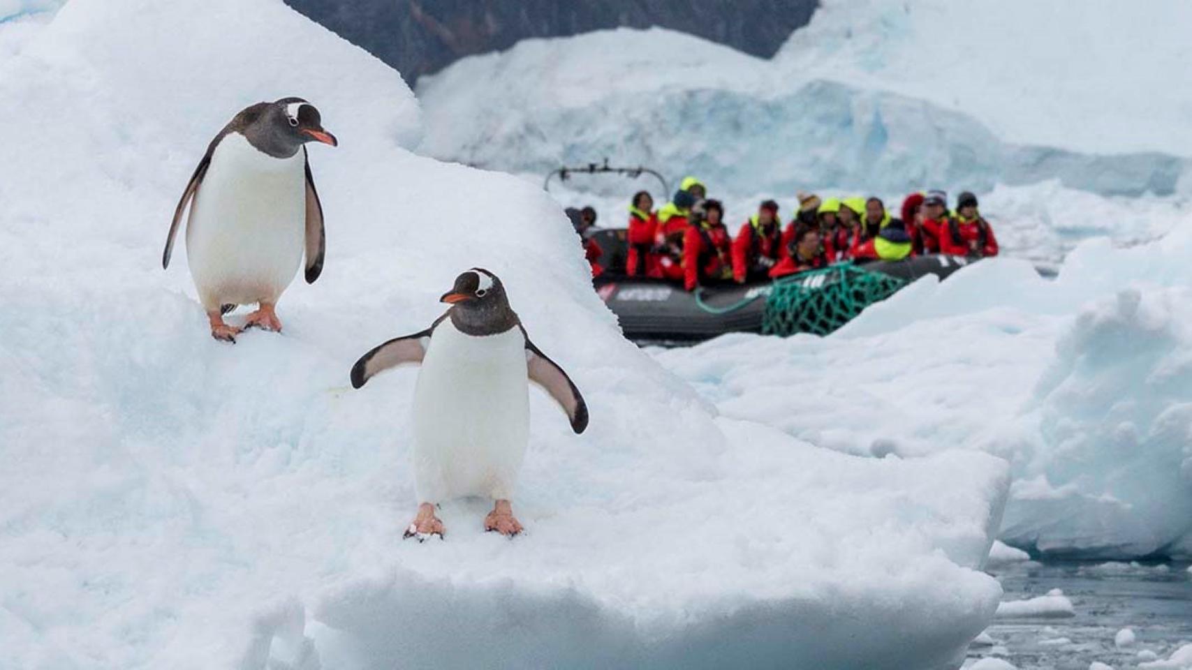 Antrtida, Fiordos Chilenos y Malvinas