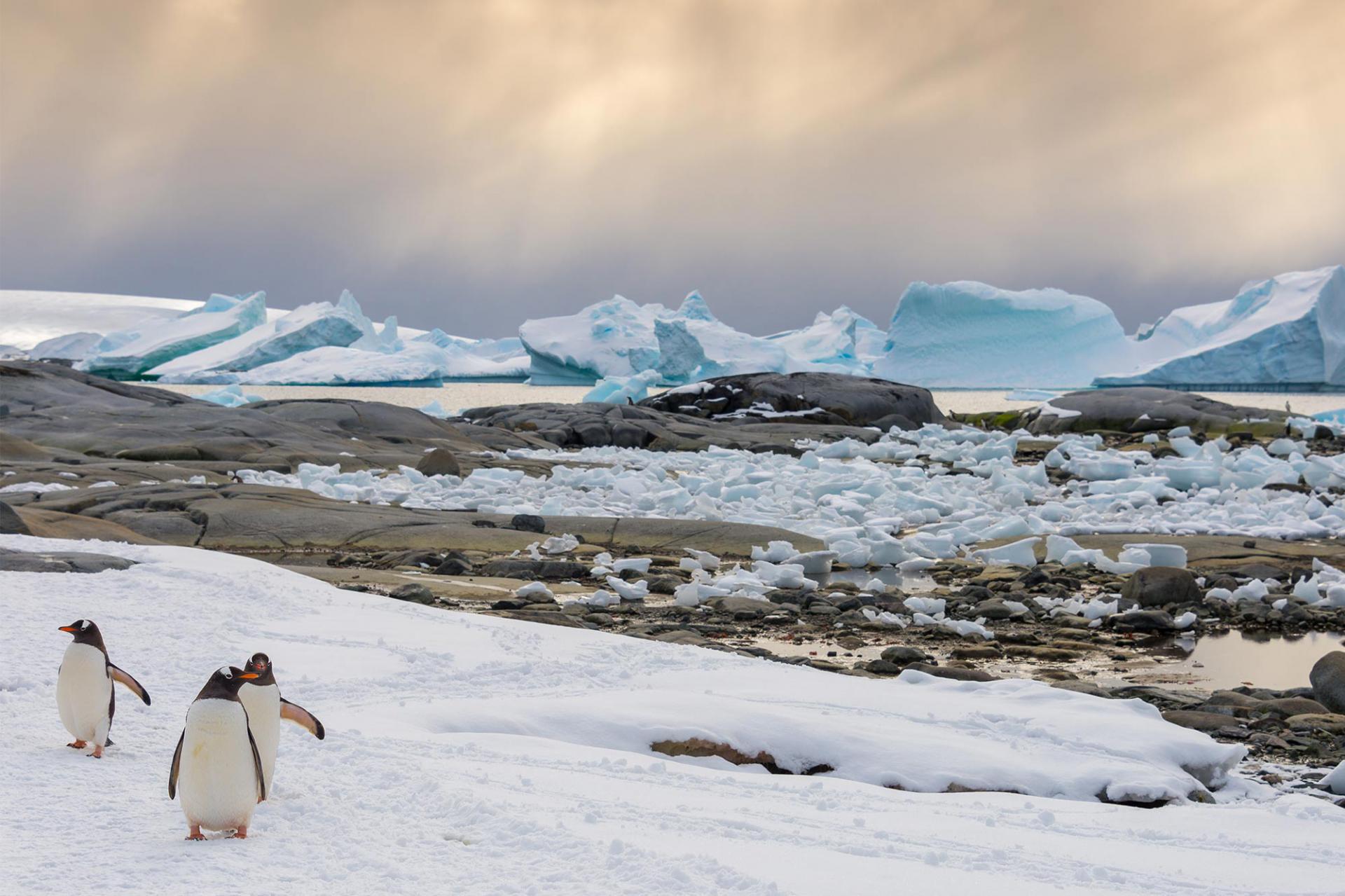 Antártida | The Polar Travel Company