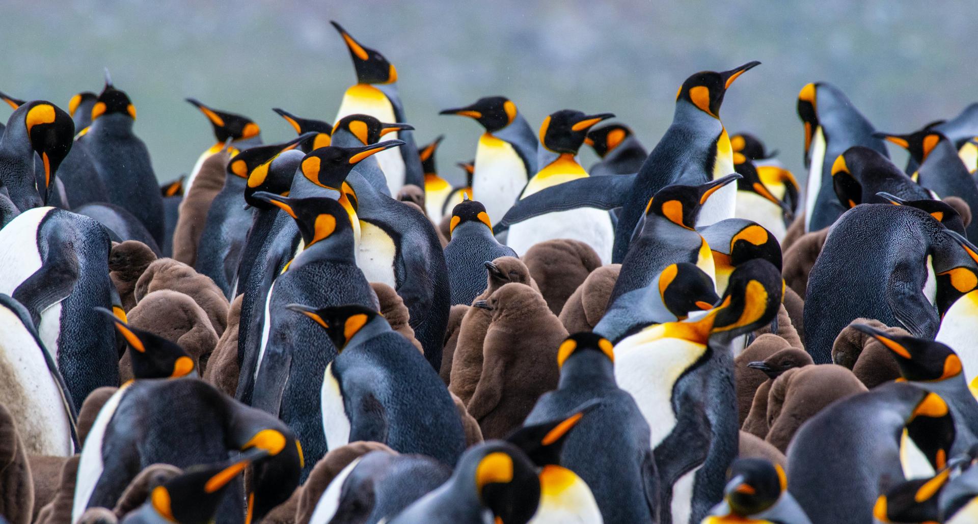 Falkland, South Georgia, Antarctica