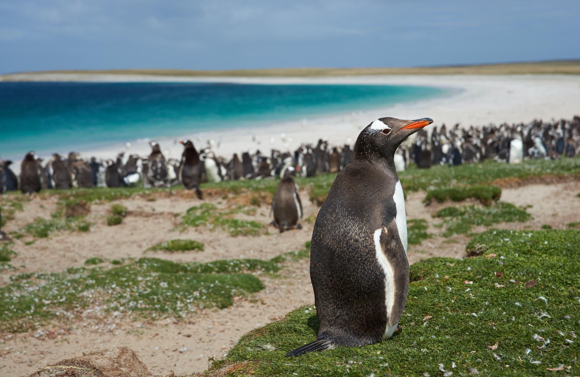 Falkland, South Georgia, Antarctica