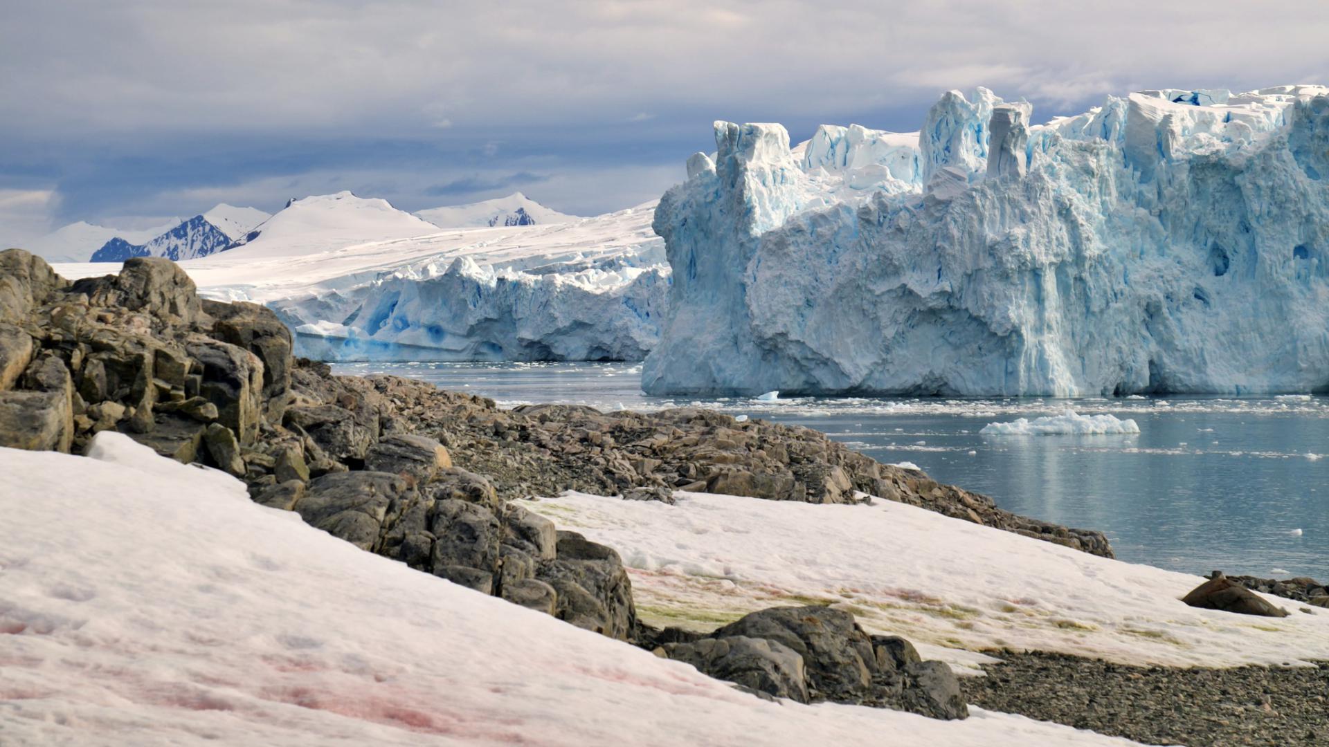 Reino de Pinguinos y Icebergs