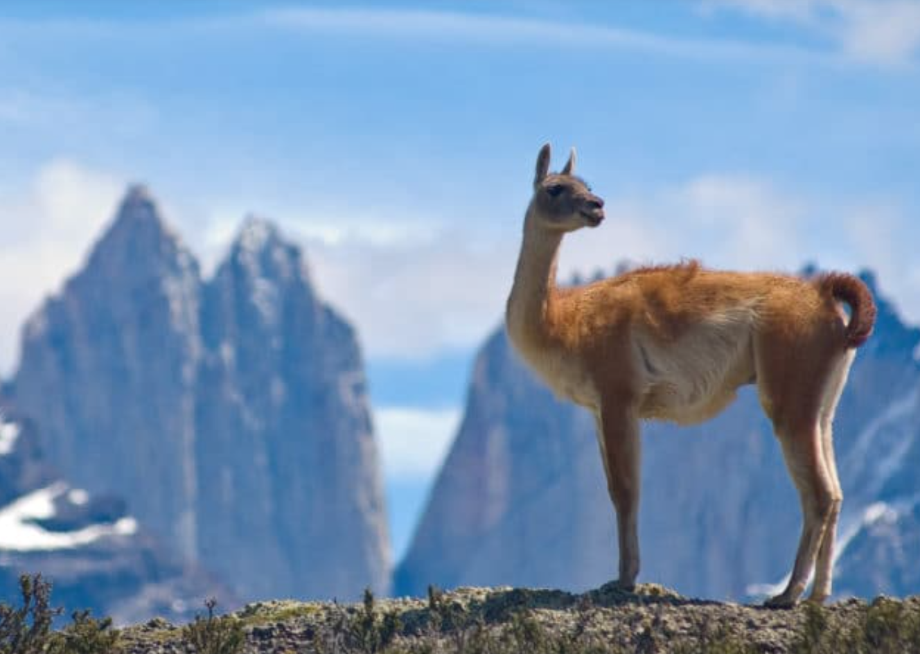 Explorador de Torres del Paine