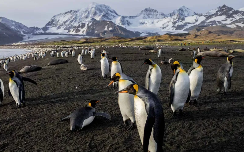 Falklands (Malvinas), South Georgia & Antarctica