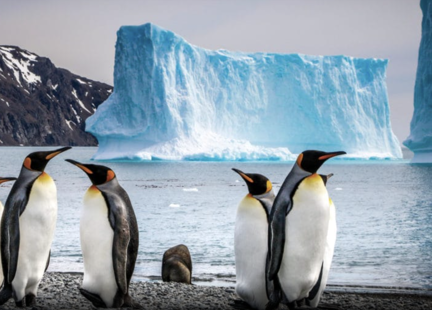 South Georgia & Antarctic Odyssey (Santiago)