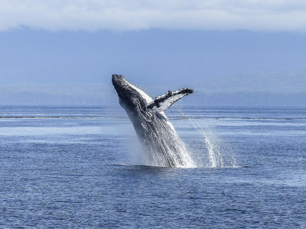 Avistaje de Ballenas