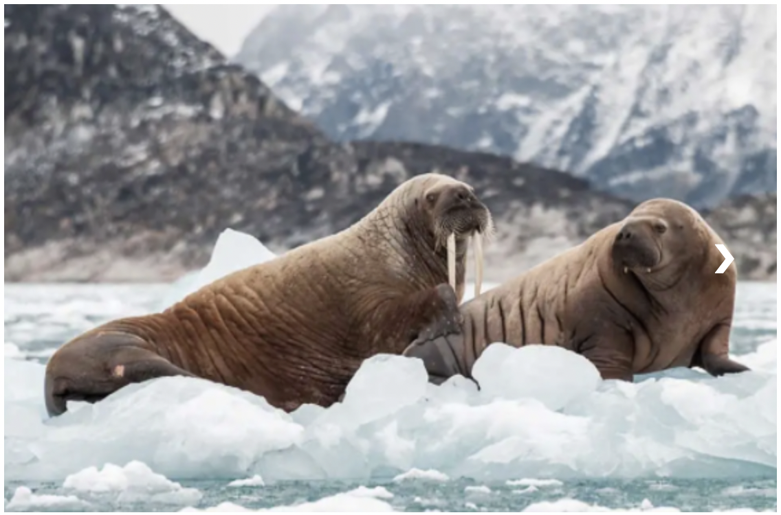 Maravillas Naturales de Svalbard Tour Fotogrfico