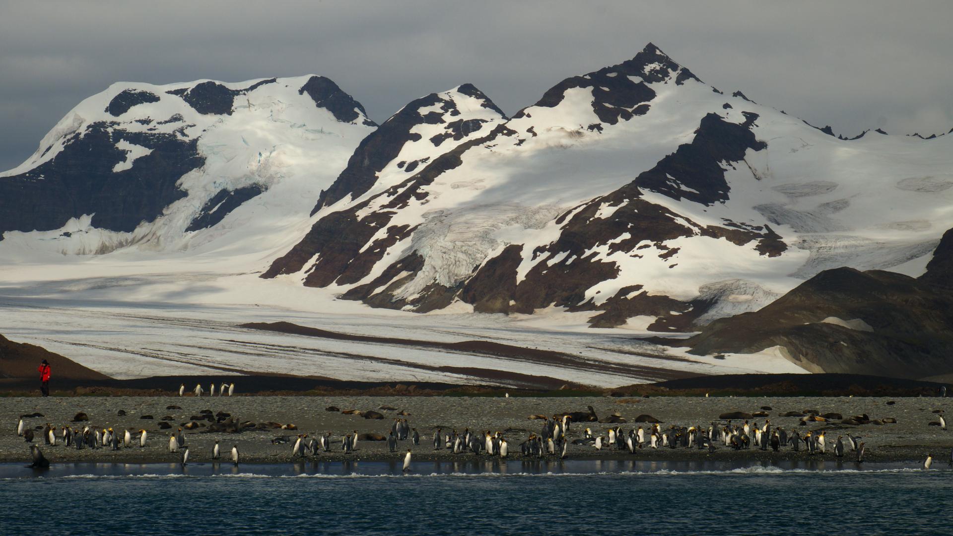 Antrtida, Georgias del Sur y Malvinas