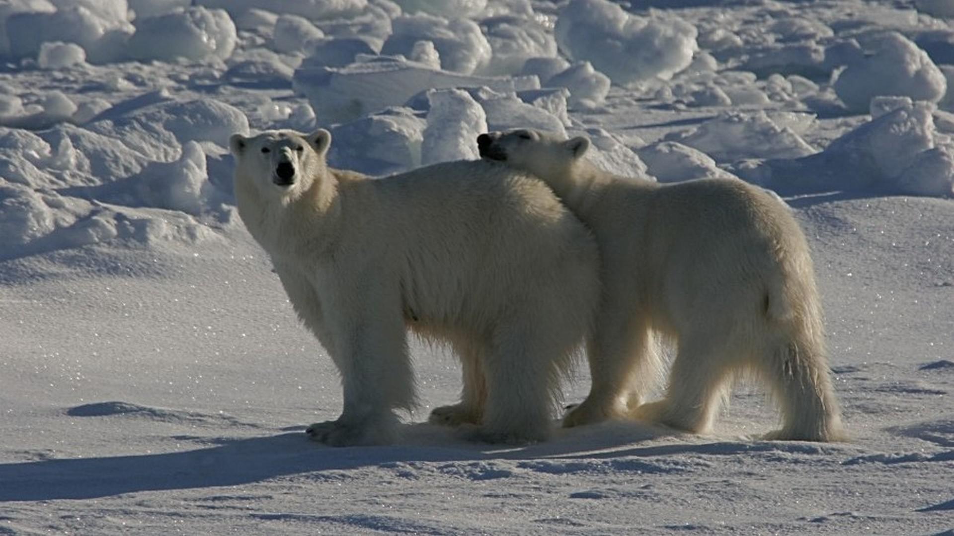 North Spitsbergen, In search of Polar Bear & Pack Ice - Birding