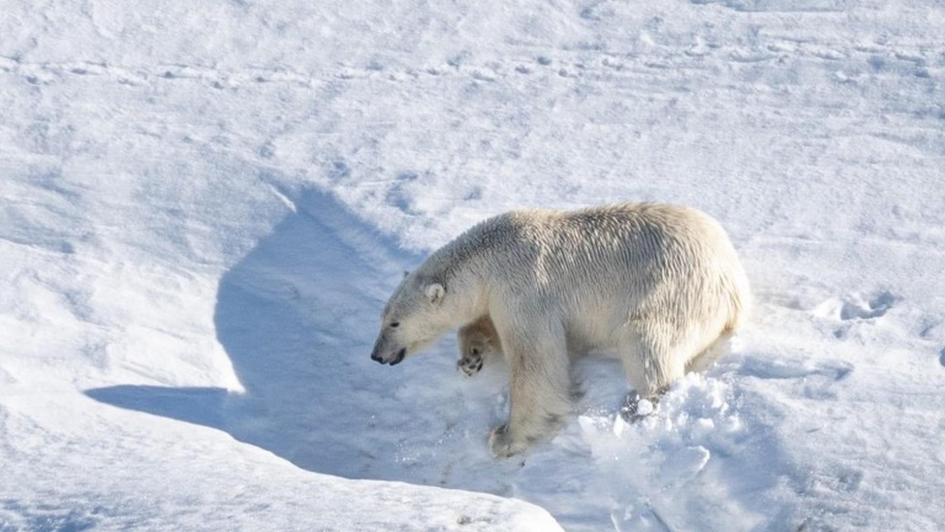 North Spitsbergen, In search of Polar Bear & Pack Ice Summer Solstice, Arc of Meridian