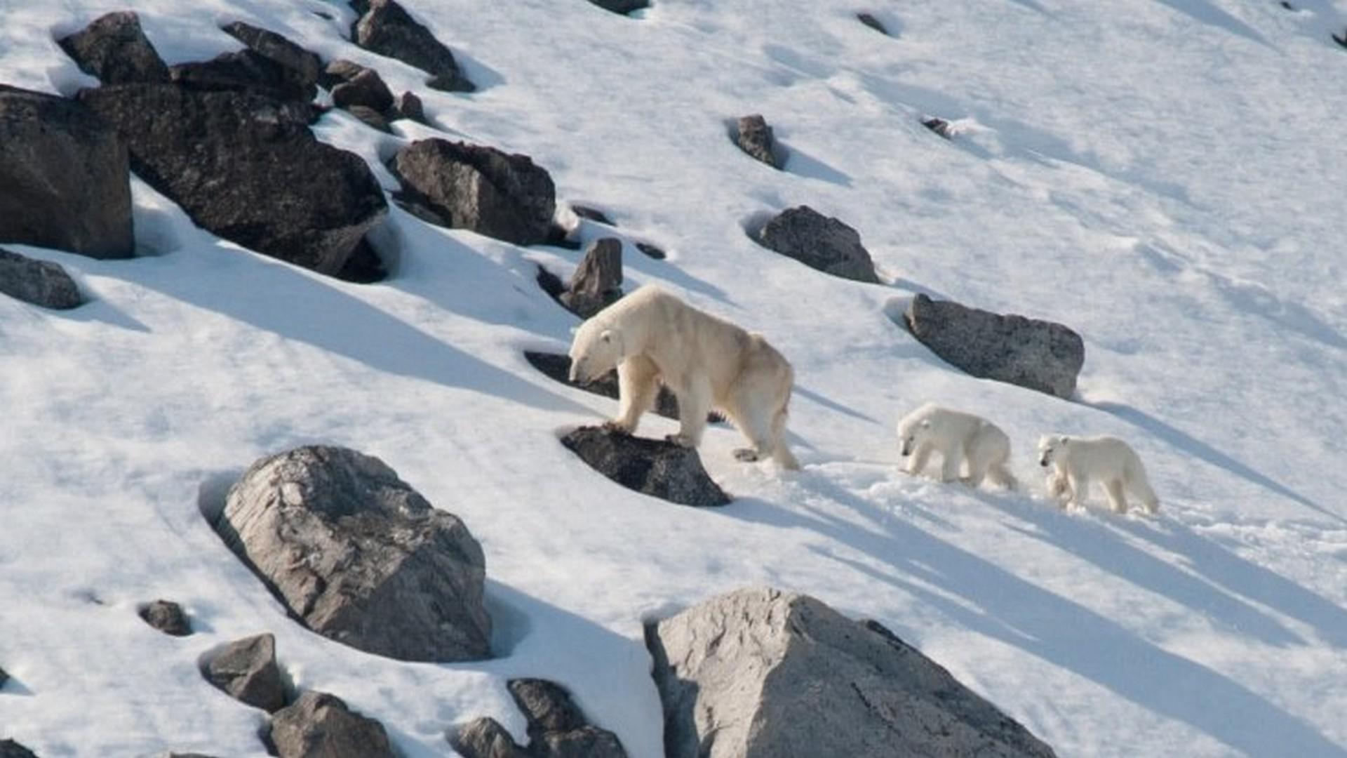 East Spitsbergen, Seals and Polar Bears in Sea Ice