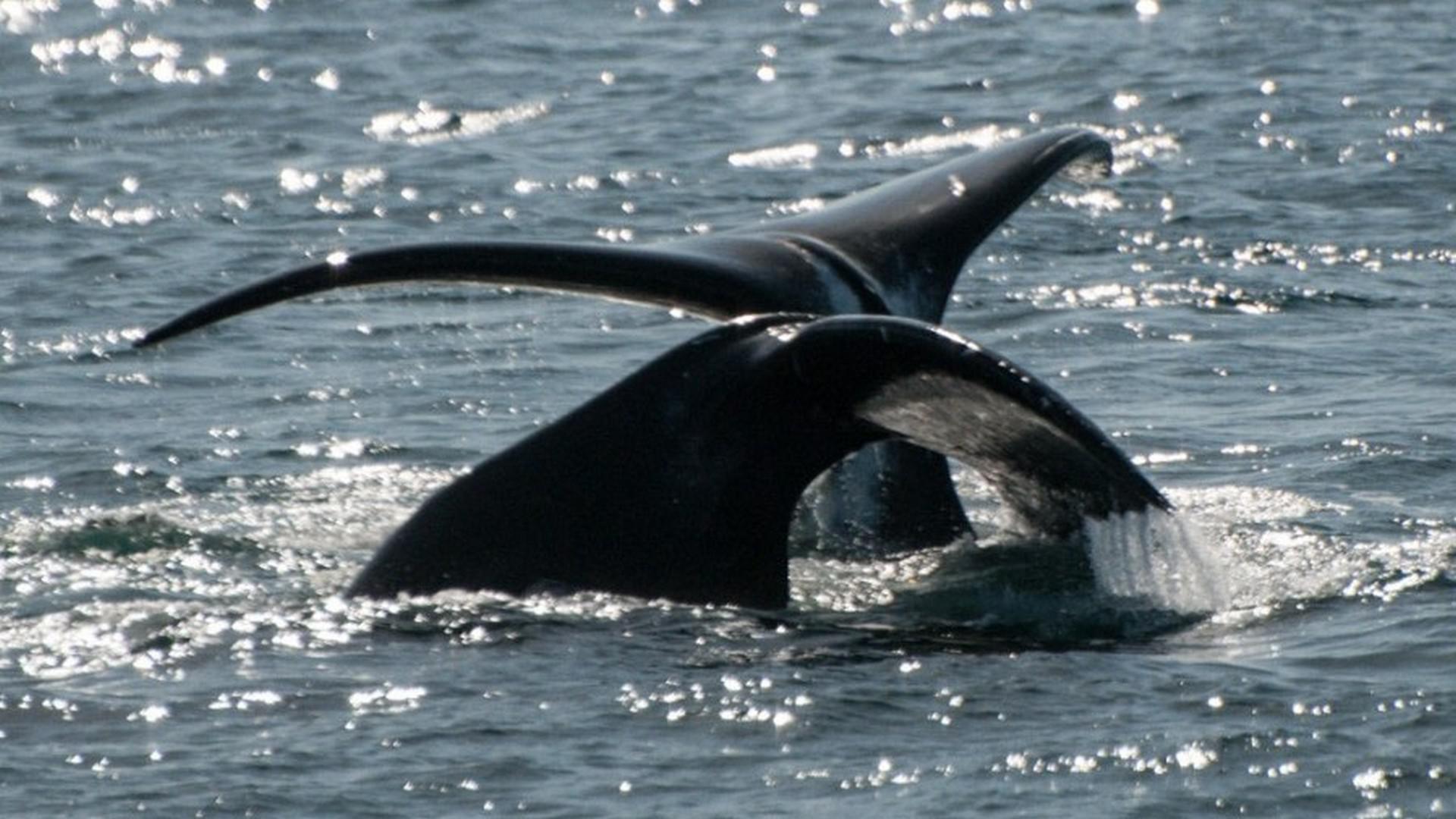 Norte de Spitsbergen, Osos Polares, Ballenas Bowhead y ms