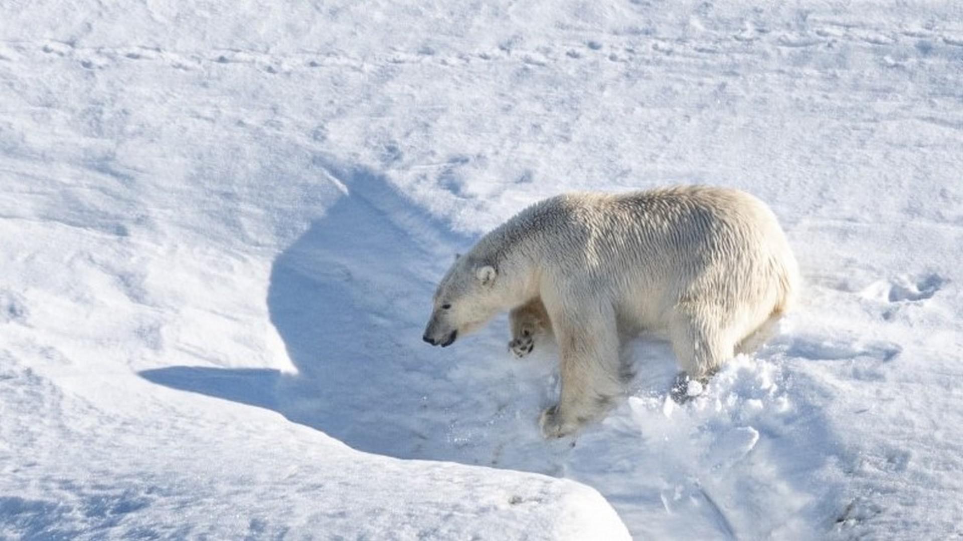 East Spitsbergen, Home of the Polar Bear - Summer Solstice